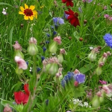 Landesgartenschau-Spatenstich in Donauwörth