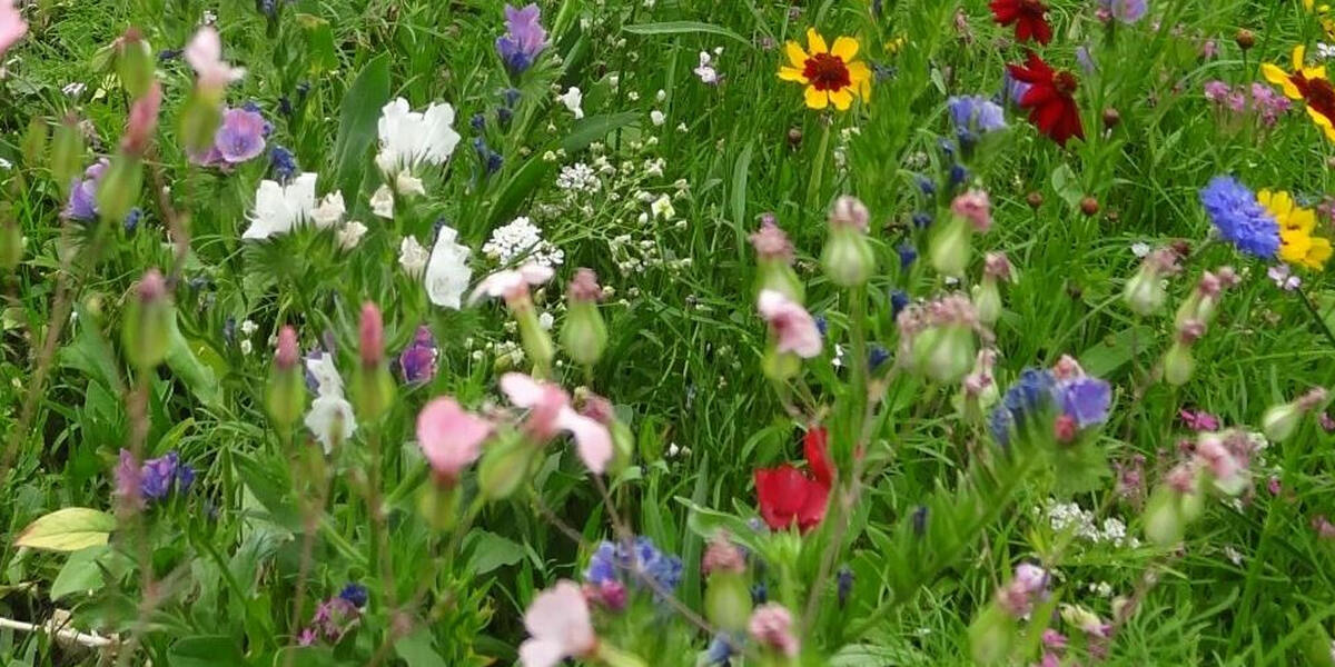 Landesgartenschau-Spatenstich in Donauwörth