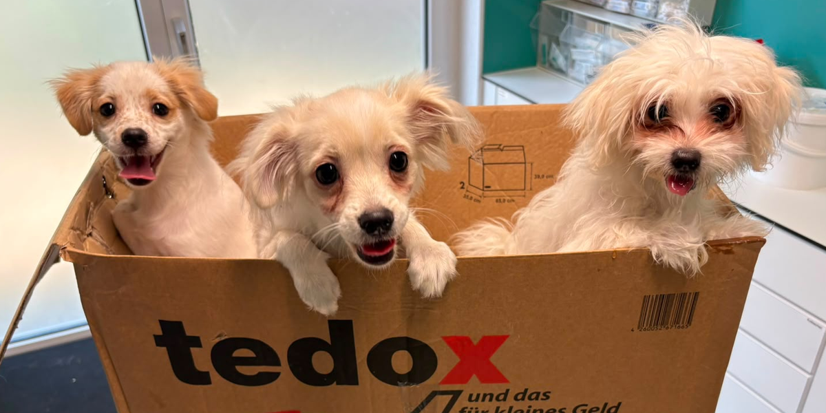 Illegaler Tierhandel? Drei Welpen am Kuhsee in Augsburg in Karton weggeworfen