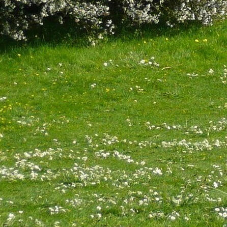 Oberallgäu: Bärenspur ist vom Dachs