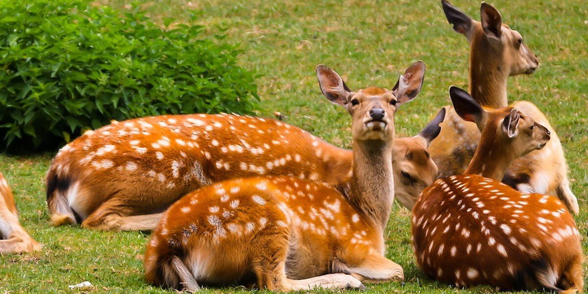 Kruichen: Fünf Tiere im Rotwildgehege vergiftet