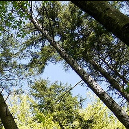 Augsburgs Naturschutzgebiet Stadtwald schon hundert Jahre alt