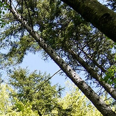 Borkenkäferbefall: Fichten entlang der Wertach im Südwesten und Westen Augsburgs müssen weg