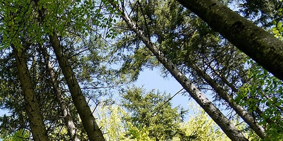 Borkenkäferbefall: Fichten entlang der Wertach im Südwesten und Westen Augsburgs müssen weg
