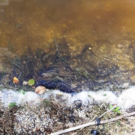 Weniger Blaualgen im Landkreis Aichach-Friedberg, dafür jetzt im Bergheimer Baggersee in Augsburg