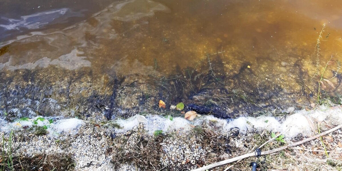 Weniger Blaualgen im Landkreis Aichach-Friedberg, dafür jetzt im Bergheimer Baggersee in Augsburg