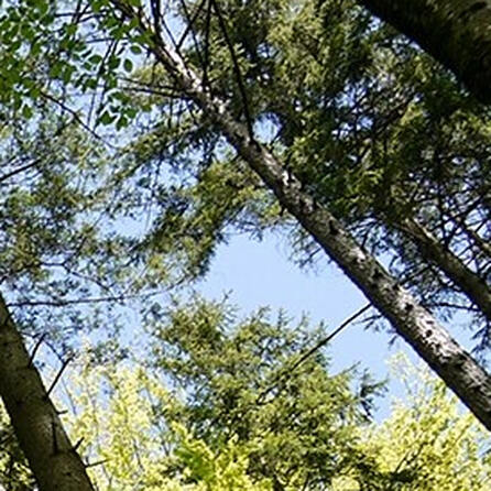 Nesselwang: Hunderte Quadratmeter junger Bergwald mutwillig zerstört