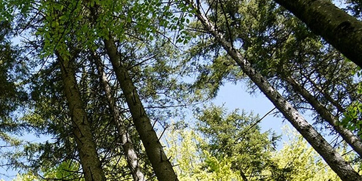 Nesselwang: Hunderte Quadratmeter junger Bergwald mutwillig zerstört