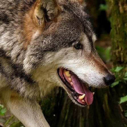 Oberallgäu: Abschussgenehmigung für einen Wolf