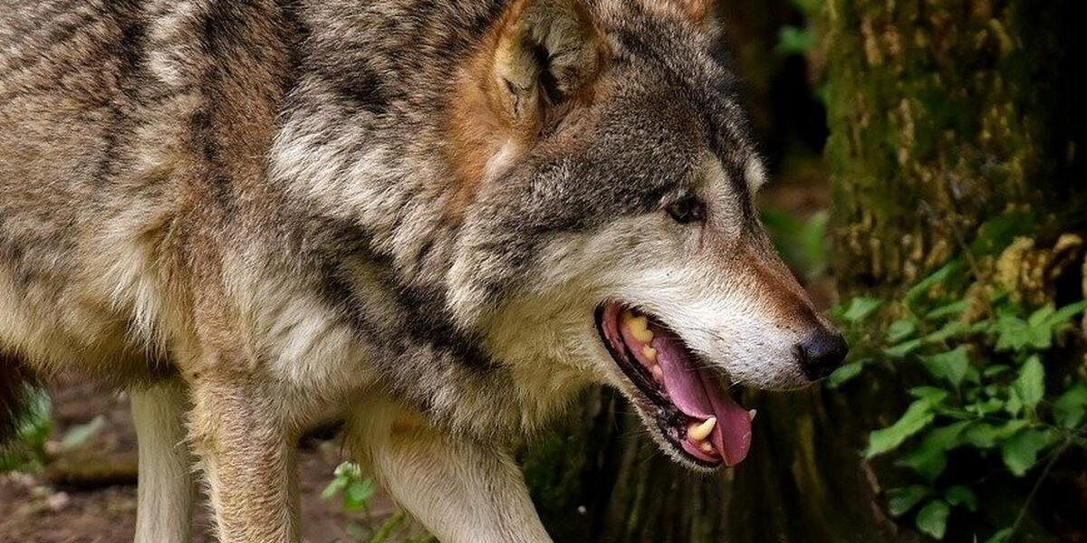 Oberallgäu: Abschussgenehmigung für einen Wolf