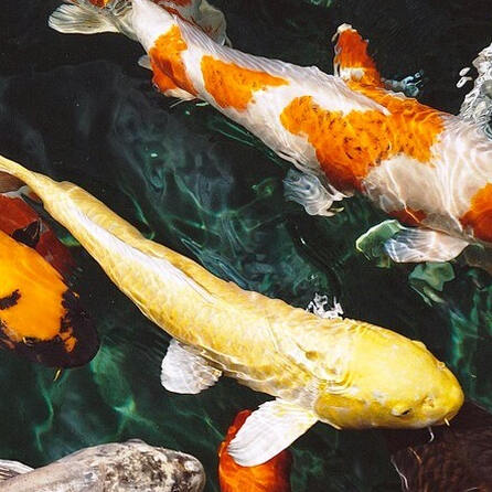 Reptilienzoo Füssen begrüßt Elinor, das Nilkrokodil