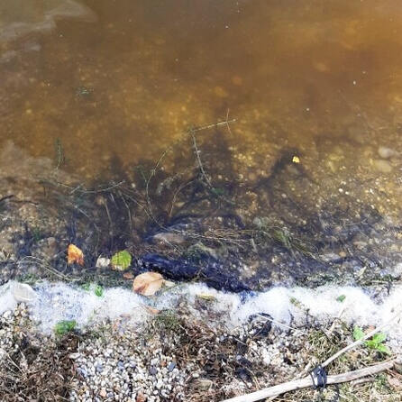 Landkreis Aichach-Friedberg: Wieder Blaualgen in einigen Seen 