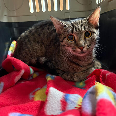 Tierquälerei in Augsburg: Katzen in Plastiktüte luftdicht verschlossen