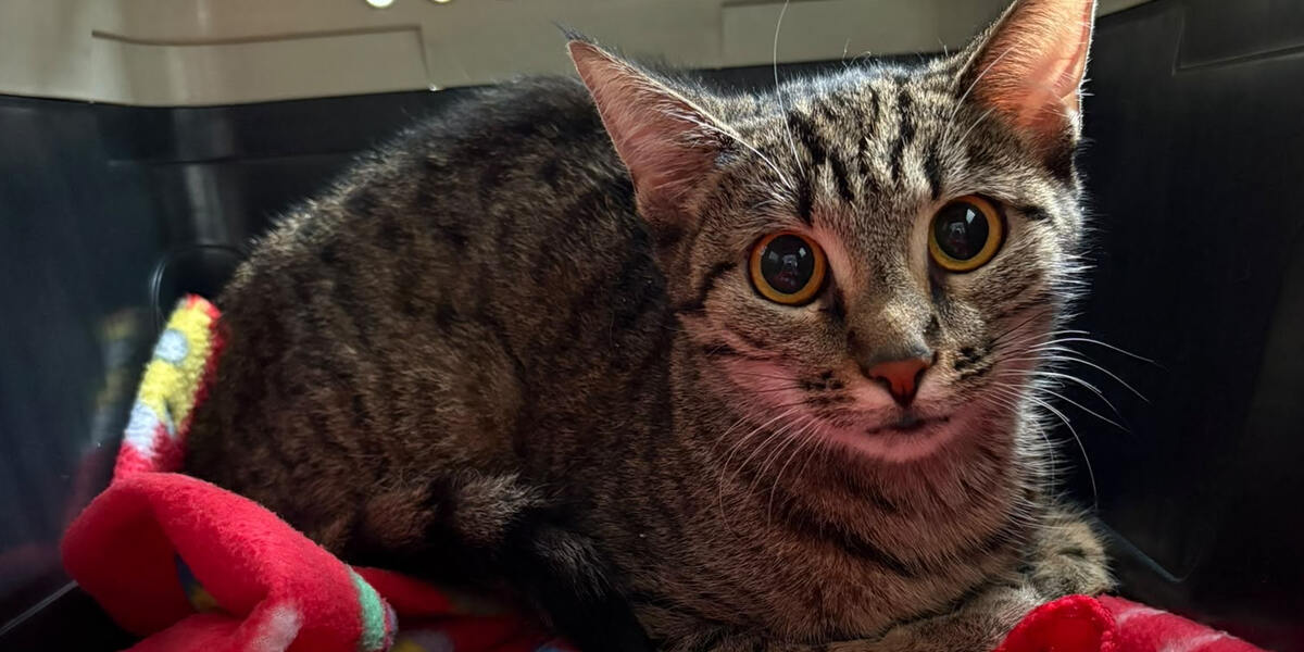 Tierquälerei in Augsburg: Katzen in Plastiktüte luftdicht verschlossen