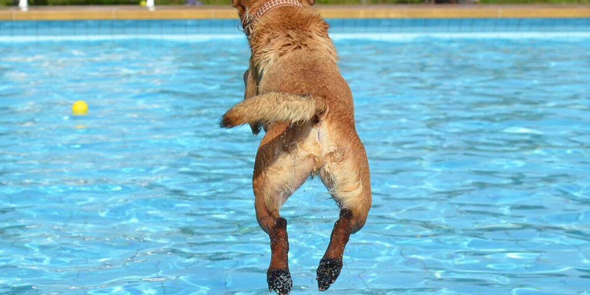 Start der Hallenbadsaison in Augsburg - Familienbad lässt vor dem Ablass die Hunde schwimmen
