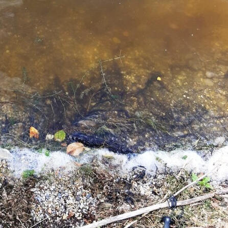 Landratsamt: Noch mehr Blaualgen im Kreis Aichach-Friedberg