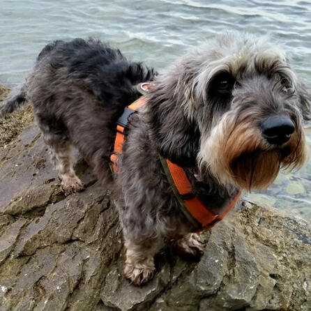 Bello's Batschlach: Augsburger Hundebadetag Nummer elf