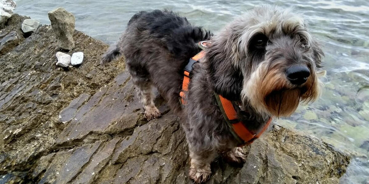 Bello's Batschlach: Augsburger Hundebadetag Nummer elf