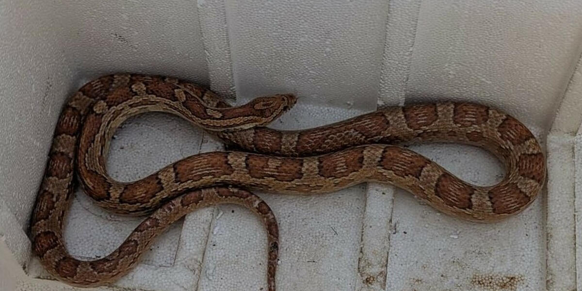 Reptilienbörse Bobingen: PETA fordert Umdenken