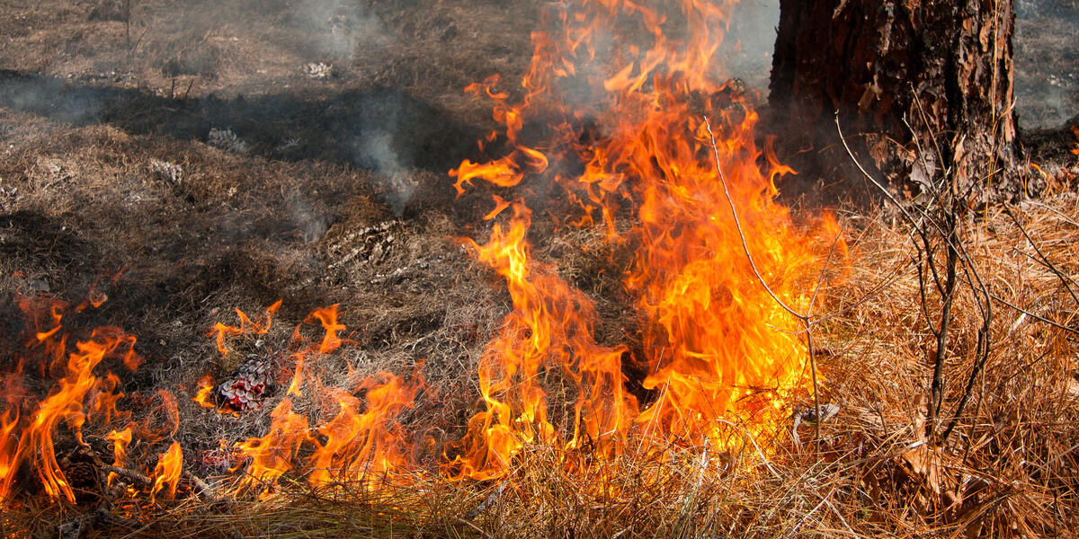 Sind Feuerteufel im Landkreis Augsburg unterwegs? In Waldstück bei Diedorf hat Boden gebrannt