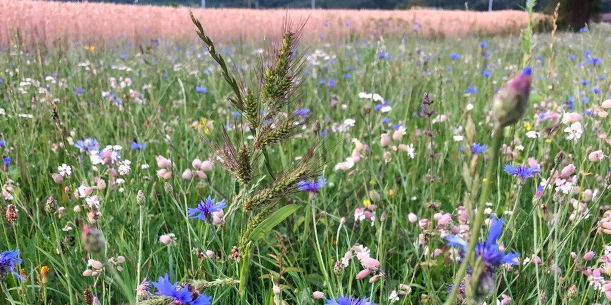 Invasive Asiatische Hornisse in Oy-Mittelberg entdeckt