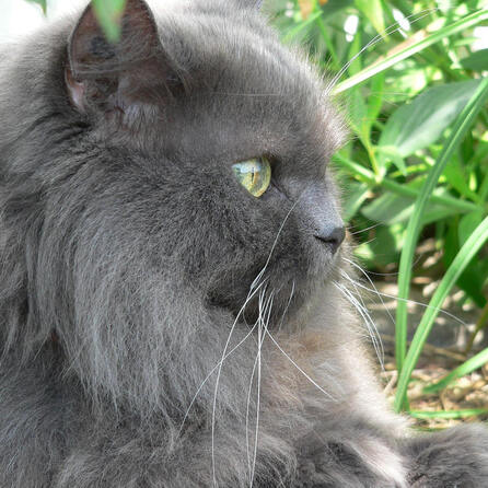 Katzendieb schlägt in Neusäß zu - Zwei teuere Perserkatzen verschwinden aus Garten