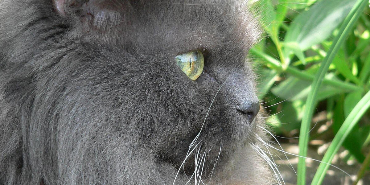Katzendieb schlägt in Neusäß zu - Zwei teuere Perserkatzen verschwinden aus Garten
