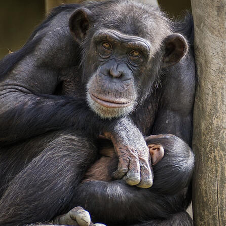 Neues Affengehege wird an den Zoo Augsburg übergeben