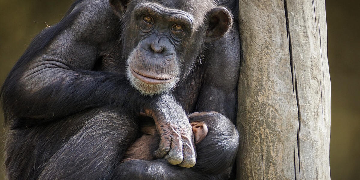 Neues Affengehege wird an den Zoo Augsburg übergeben