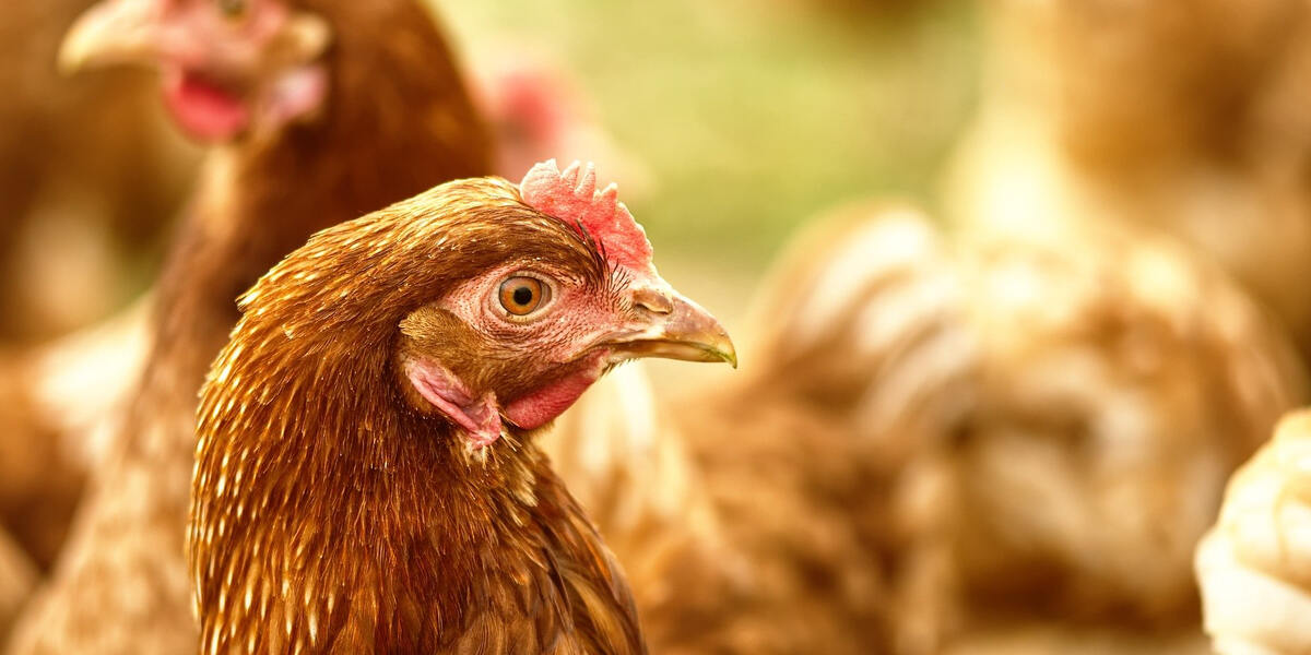 Wer klaut Hühner in Neusäß? Unbekannter hat sich an Legehennen zu schaffen gemacht