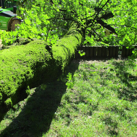 Wieder stürzt in Augsburg morscher Baum um - Anwohner der Kahnfahrt in Sorge