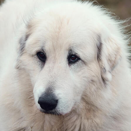 Vermeintlichen Tierliebhabern in Aichach wurde ein großes Rudel Hunde abgenommen