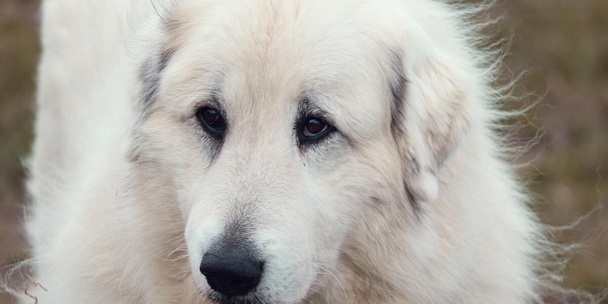 Vermeintlichen Tierliebhabern in Aichach wurde ein großes Rudel Hunde abgenommen
