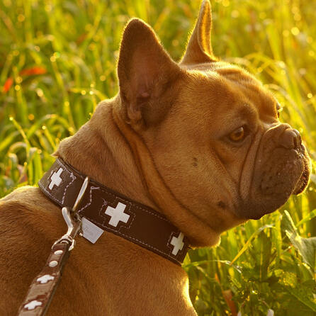 Die Leine wird kürzer: Königsbrunn erlässt neue Verordnung für Hundehalter