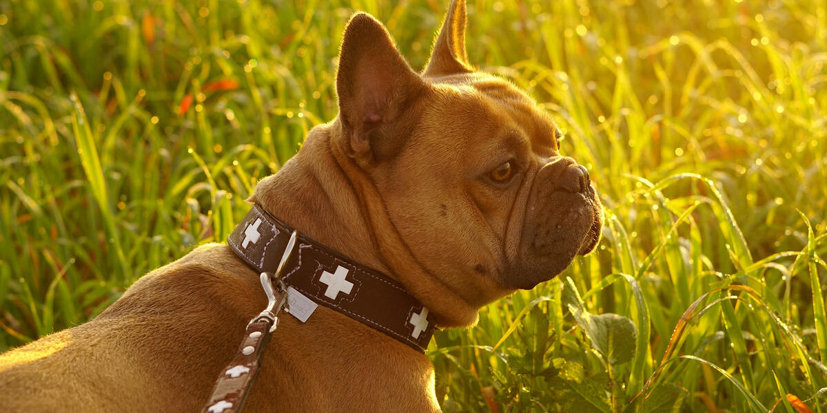 Die Leine wird kürzer: Königsbrunn erlässt neue Verordnung für Hundehalter