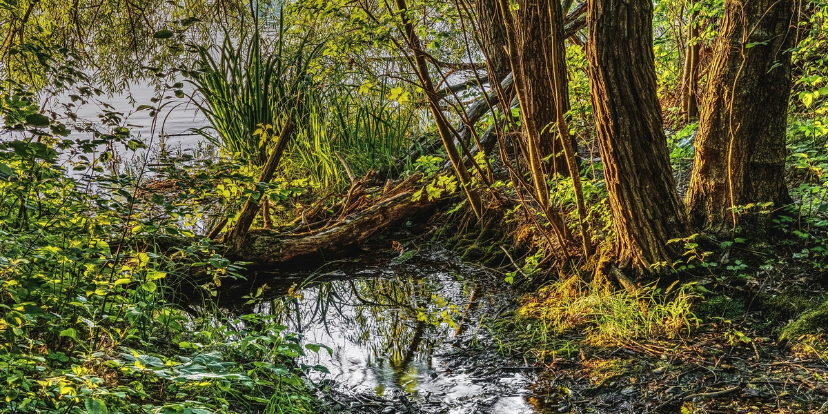 Größte bayerische Niedermoore in Augsburg leiden unter Zivilisation ... Größte bayerische Niedermoore in Augsburg leiden unter Zivilisation ...